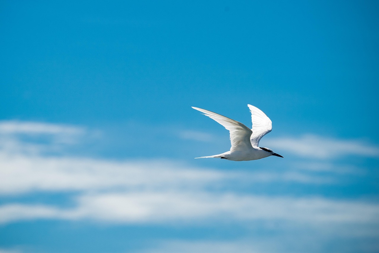 bird, flying bird, sky, seagull, clouds, nature, animal, bird, bird, bird, bird, bird, flying bird, flying bird, flying bird, flying bird, sky, sky, sky, sky, seagull, seagull, seagull, seagull, nature, nature, nature, animal